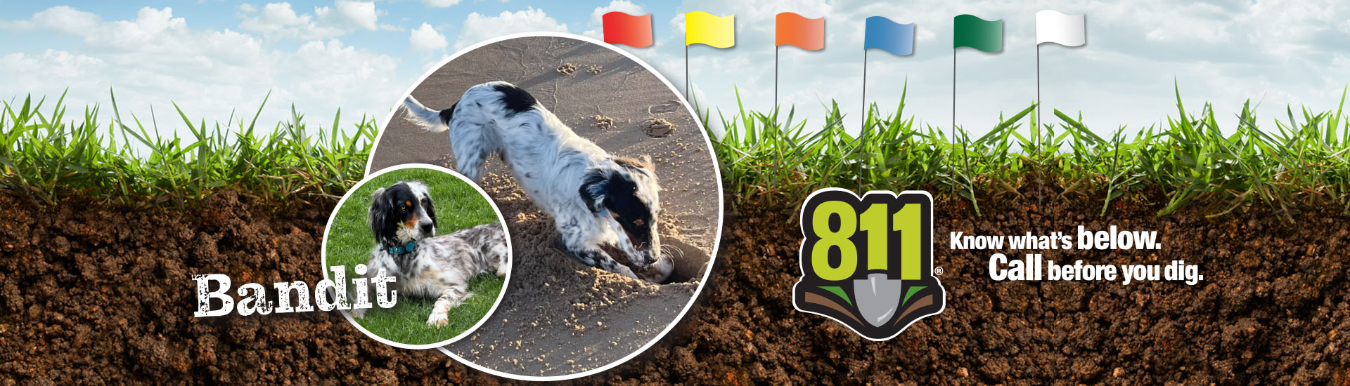 Bandit named safe digging ambassadog, call 811 before you dig